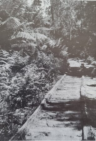 Tramway Into The Bush