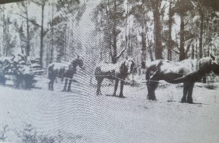 Firewood Tram Circa 1918