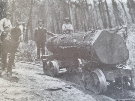 Timber For Dispatch C1920