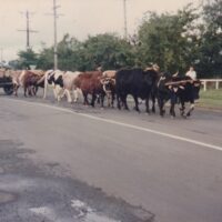 Graham Young And His Bullock Team Longwarry 1985