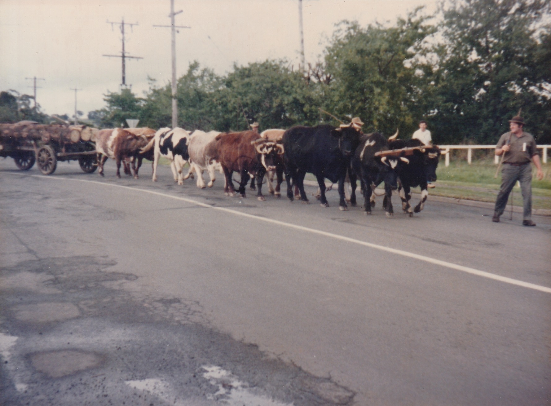Graham Young And His Bullock Team Longwarry 1985