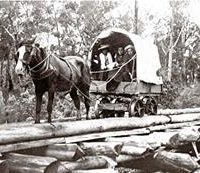 Collins Family Wagon On The Way Into Longwarry 1898
